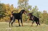 DOBERMANN 345